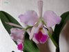 CATTLEYA JENMANII (Италия)